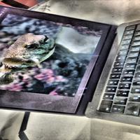 Dataset Image