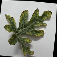 Dataset Image
