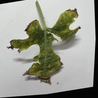 Dataset Image