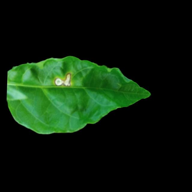 Dataset Image
