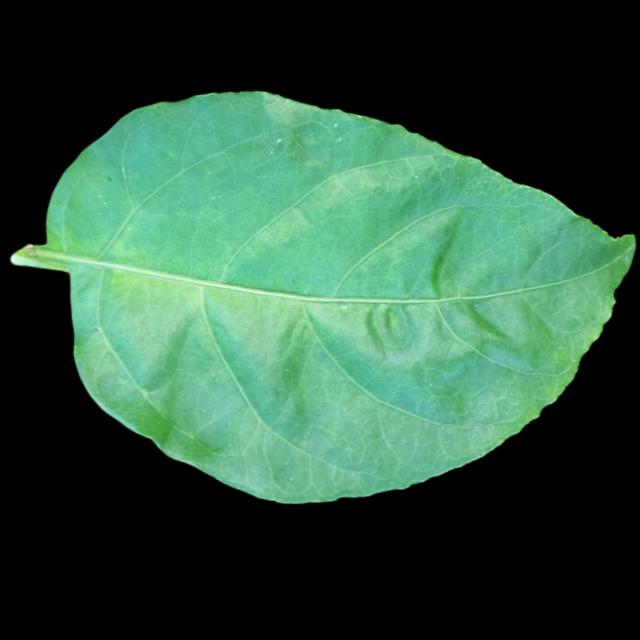 Dataset Image