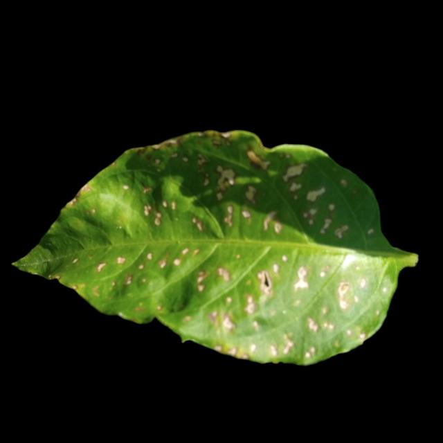 Dataset Image