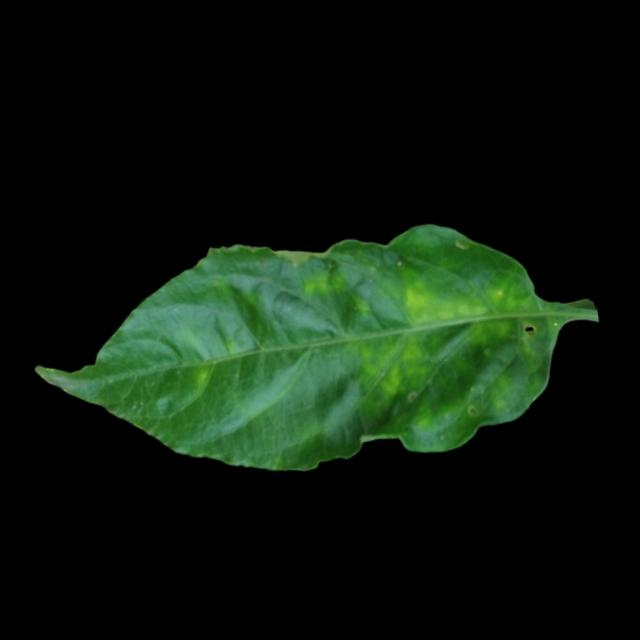 Dataset Image