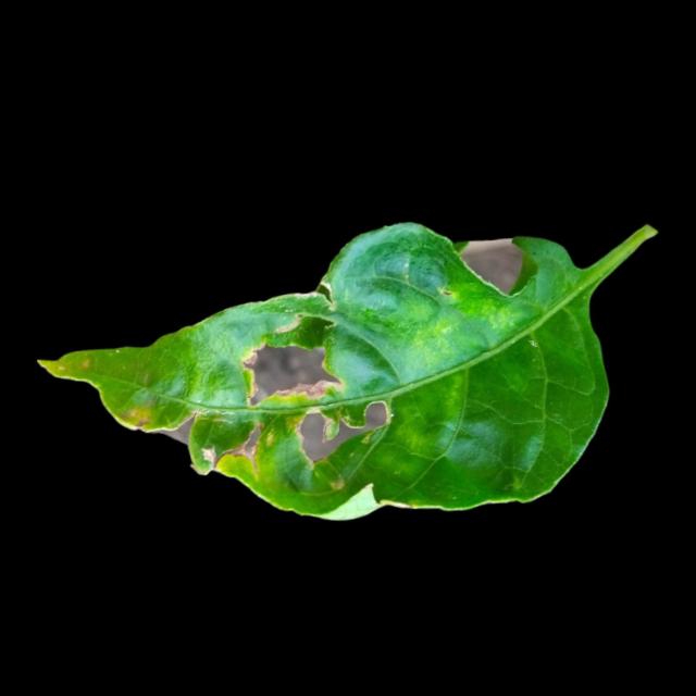 Dataset Image