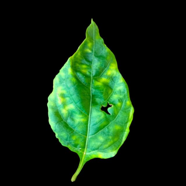 Dataset Image