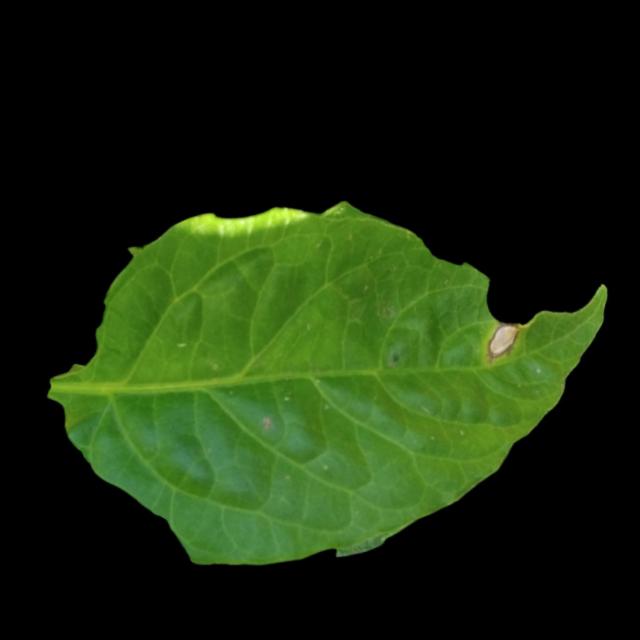 Dataset Image