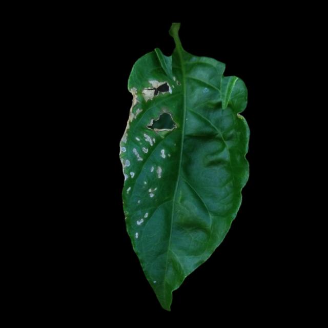 Dataset Image