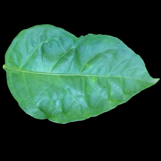 Dataset Image