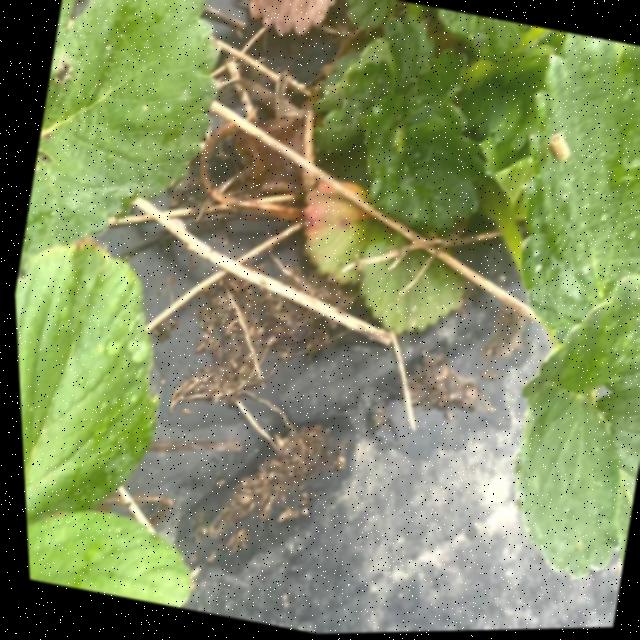 Dataset Image