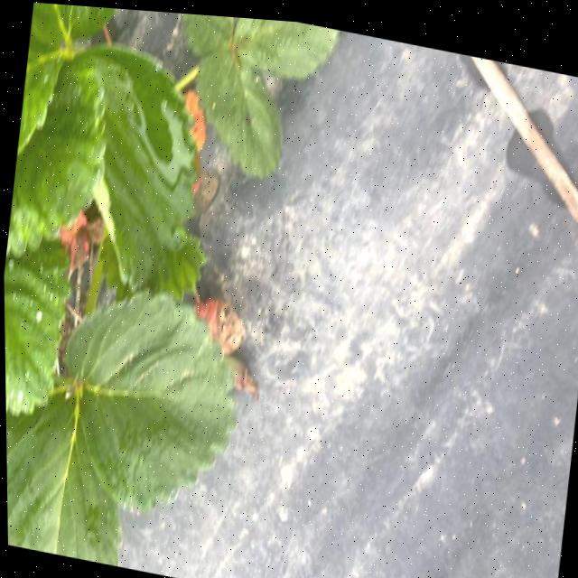 Dataset Image