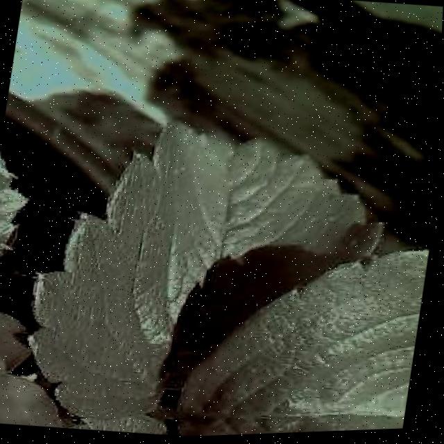 Dataset Image