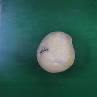 Dataset Image