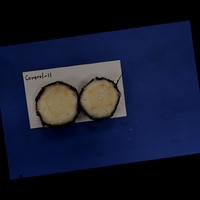Dataset Image