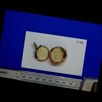 Dataset Image