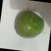 Dataset Image