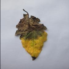 Dataset Image