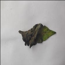 Dataset Image