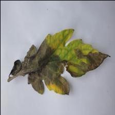 Dataset Image
