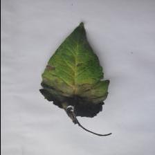 Dataset Image