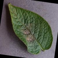 Dataset Image