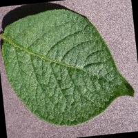 Dataset Image