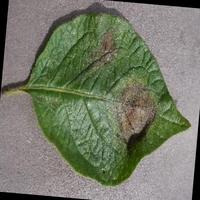Dataset Image