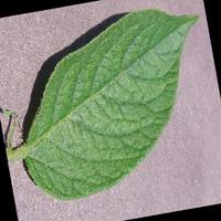 Dataset Image