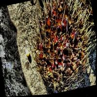 Oil Palm FFB Ripeness Object Detection Model (v1, Oil Palm FBB Ripeness ...