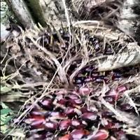 Oil Palm FFB Ripeness Object Detection Model (v1, Oil Palm FBB Ripeness ...