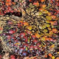 Oil Palm FFB Ripeness Object Detection Model (v1, Oil Palm FBB Ripeness ...