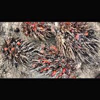 Oil Palm FFB Ripeness Object Detection Model (v1, Oil Palm FBB Ripeness ...
