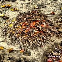 Oil Palm FFB Ripeness Object Detection Model (v1, Oil Palm FBB Ripeness ...