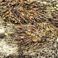 Oil Palm FFB Ripeness Object Detection Model (v1, Oil Palm FBB Ripeness ...