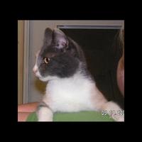 Dataset Image