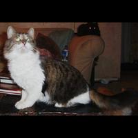 Dataset Image