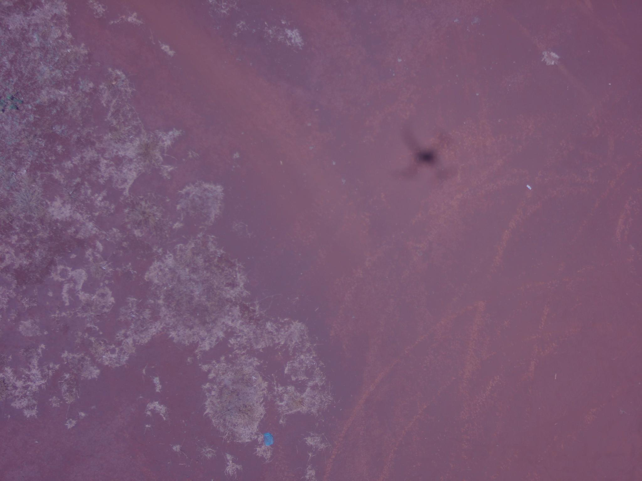 Dataset Image