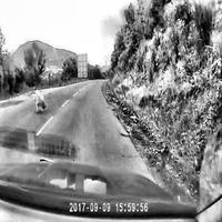 Dataset Image