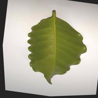 Dataset Image