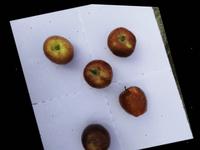 Dataset Image