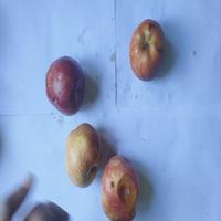 Dataset Image