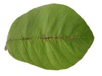 Dataset Image
