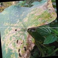 Dataset Image