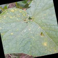 Dataset Image