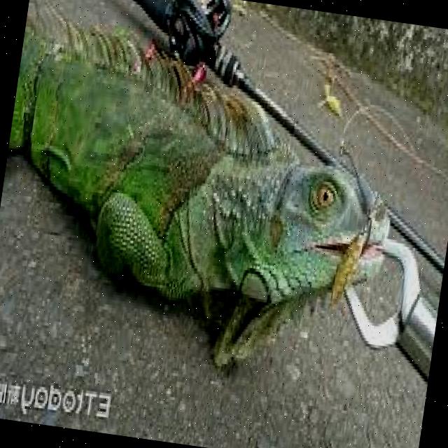 Dataset Image