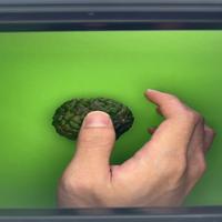Dataset Image