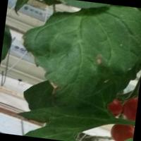 Dataset Image