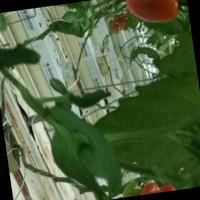 Dataset Image