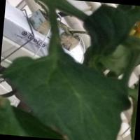 Dataset Image