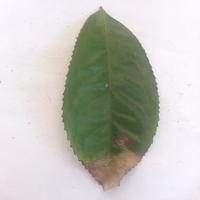 Dataset Image