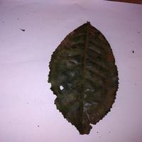 Dataset Image
